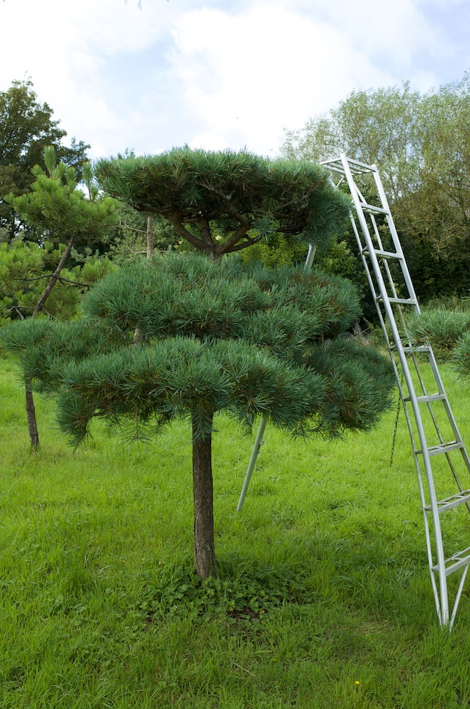 Niwaki - Pine Pruning