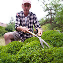 Jake Hobson clipping with Niwaki Topiary Shears June 2023