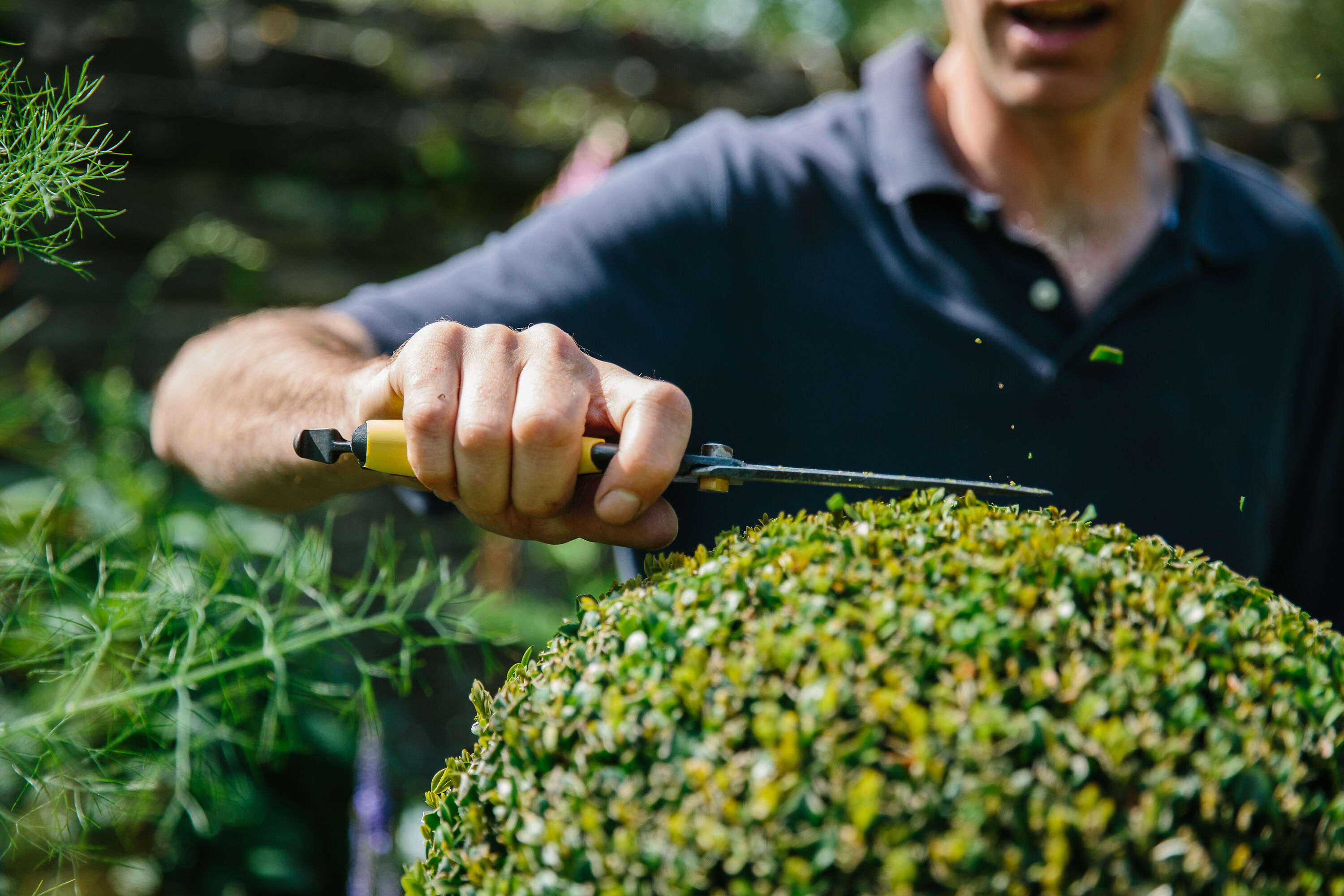 Tobisho Topiary Clippers   ideal for box clipping
