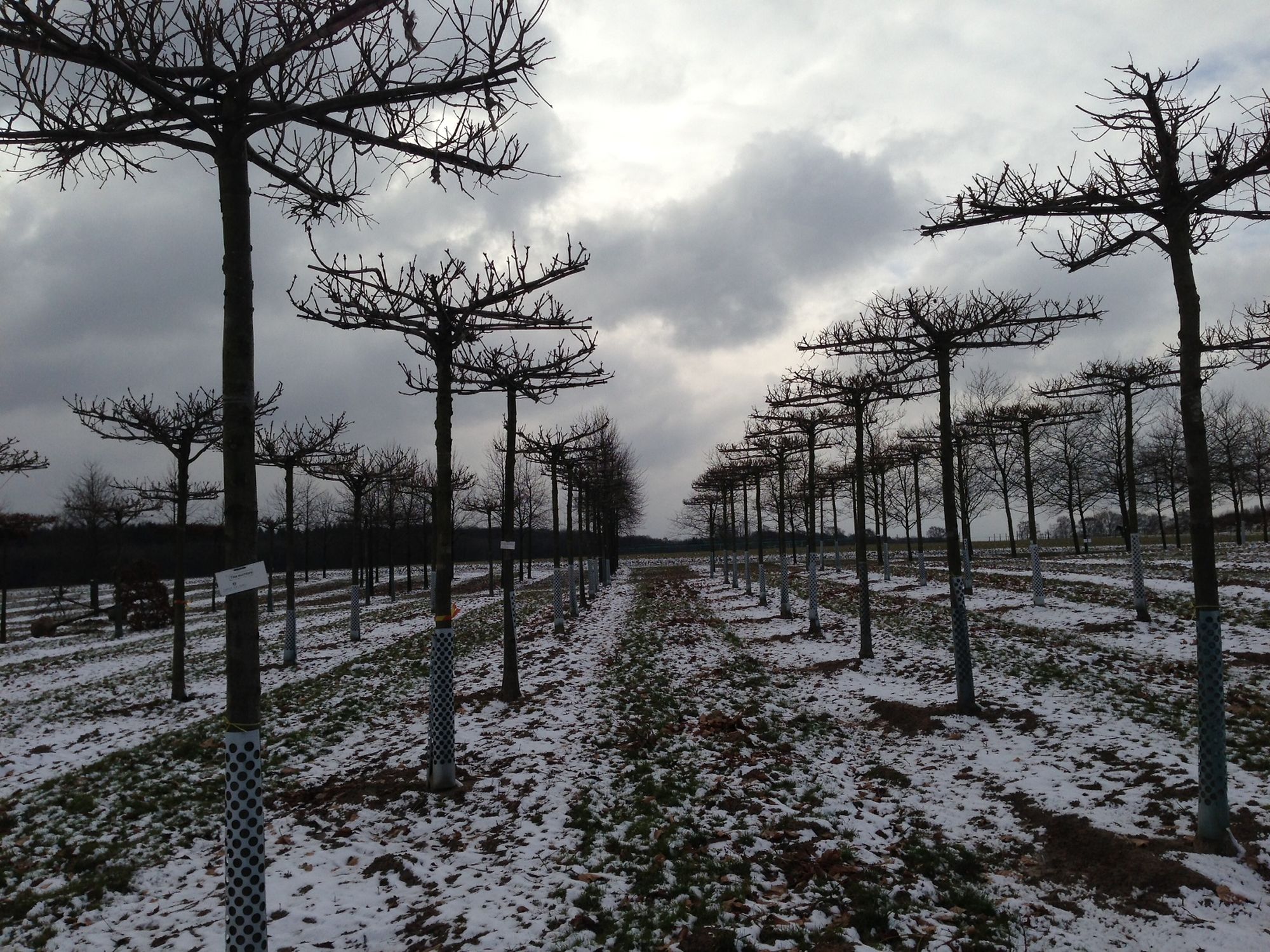 Niwaki Anselm Kiefer landscapes at Von Ehren Nursery