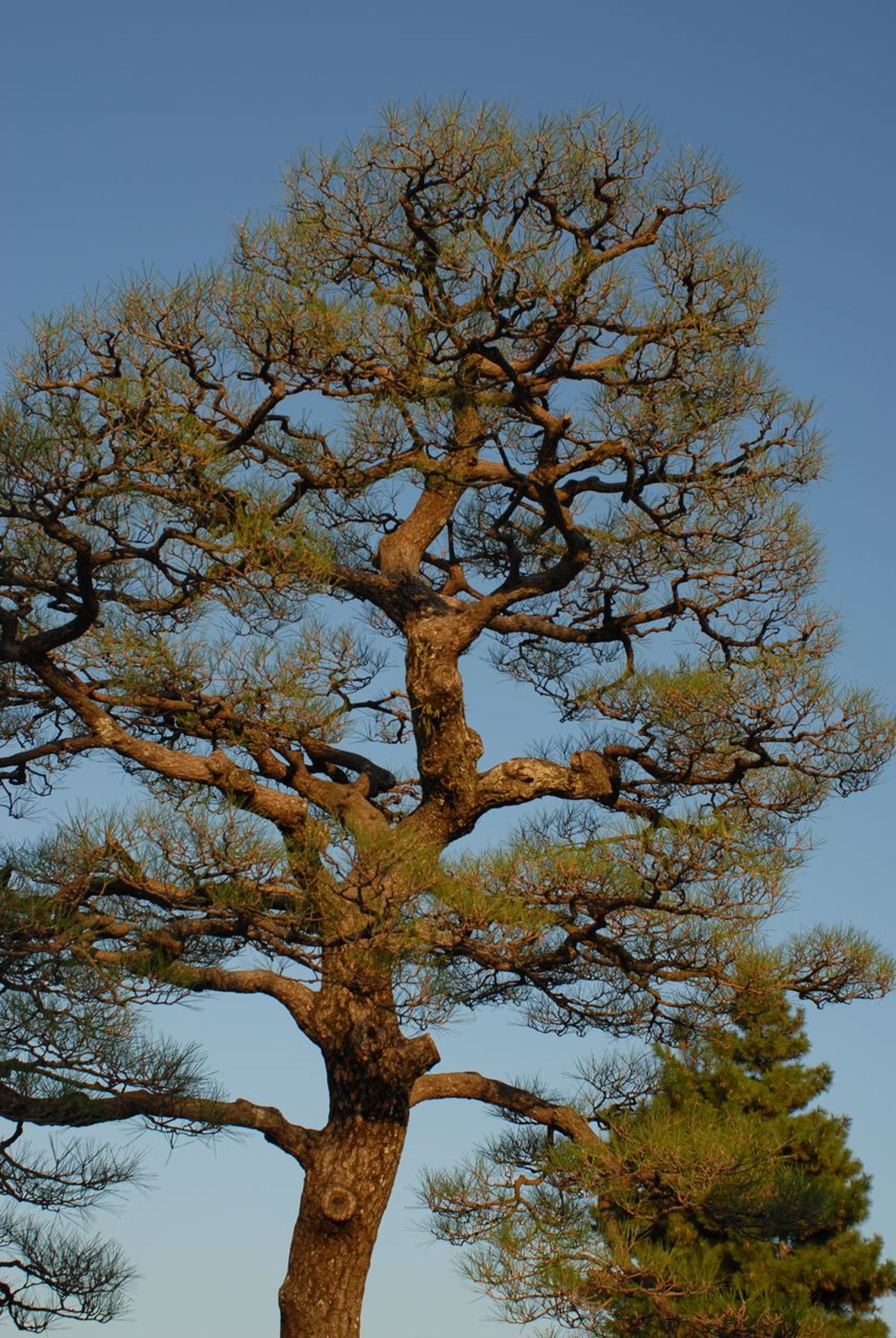 Niwaki - Japanese Tree Pruning