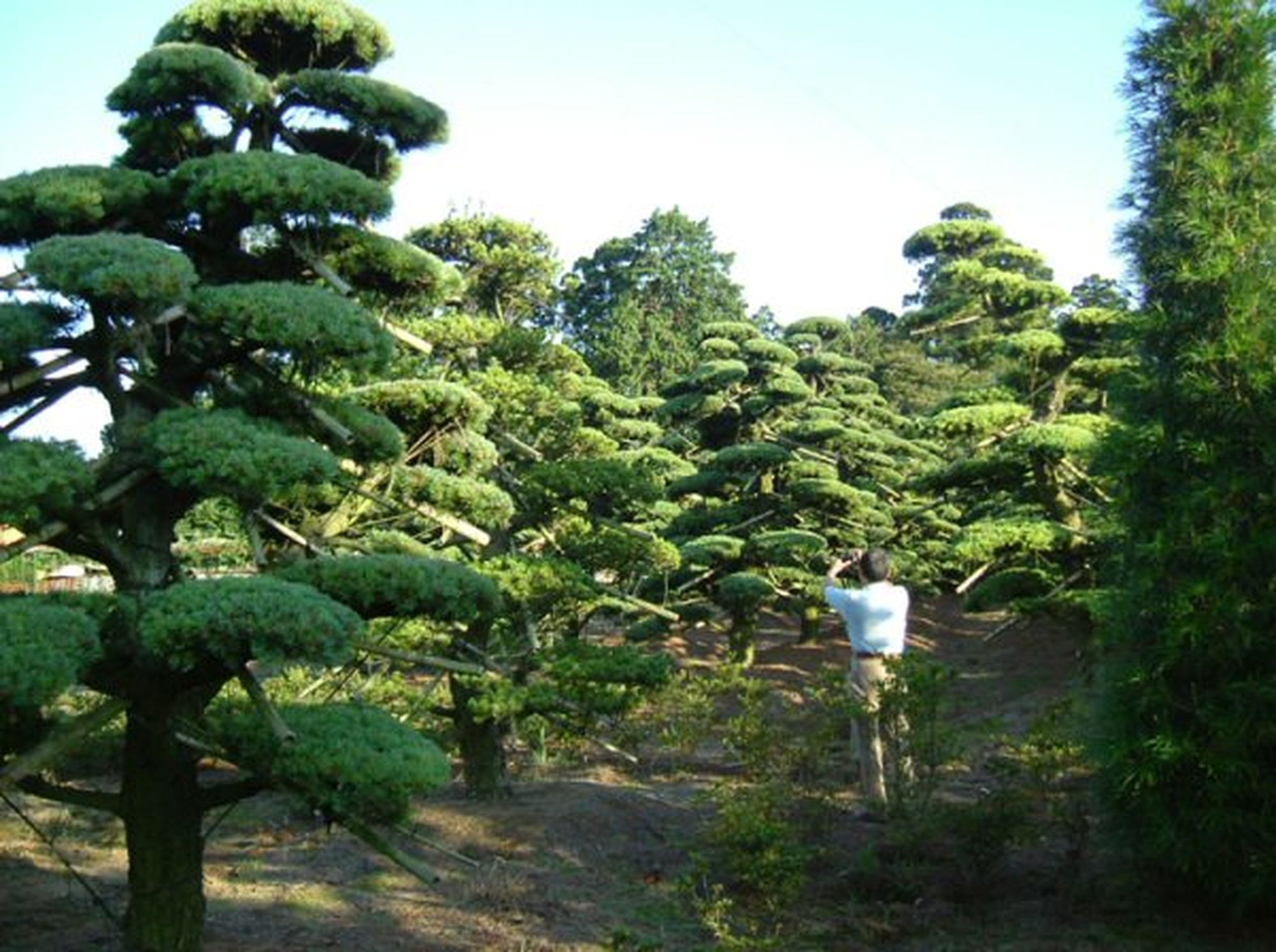 niwaki - japanese white pines
