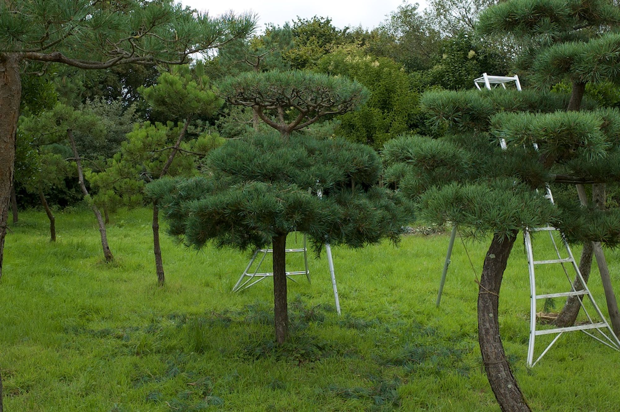 Niwaki - Pine Pruning