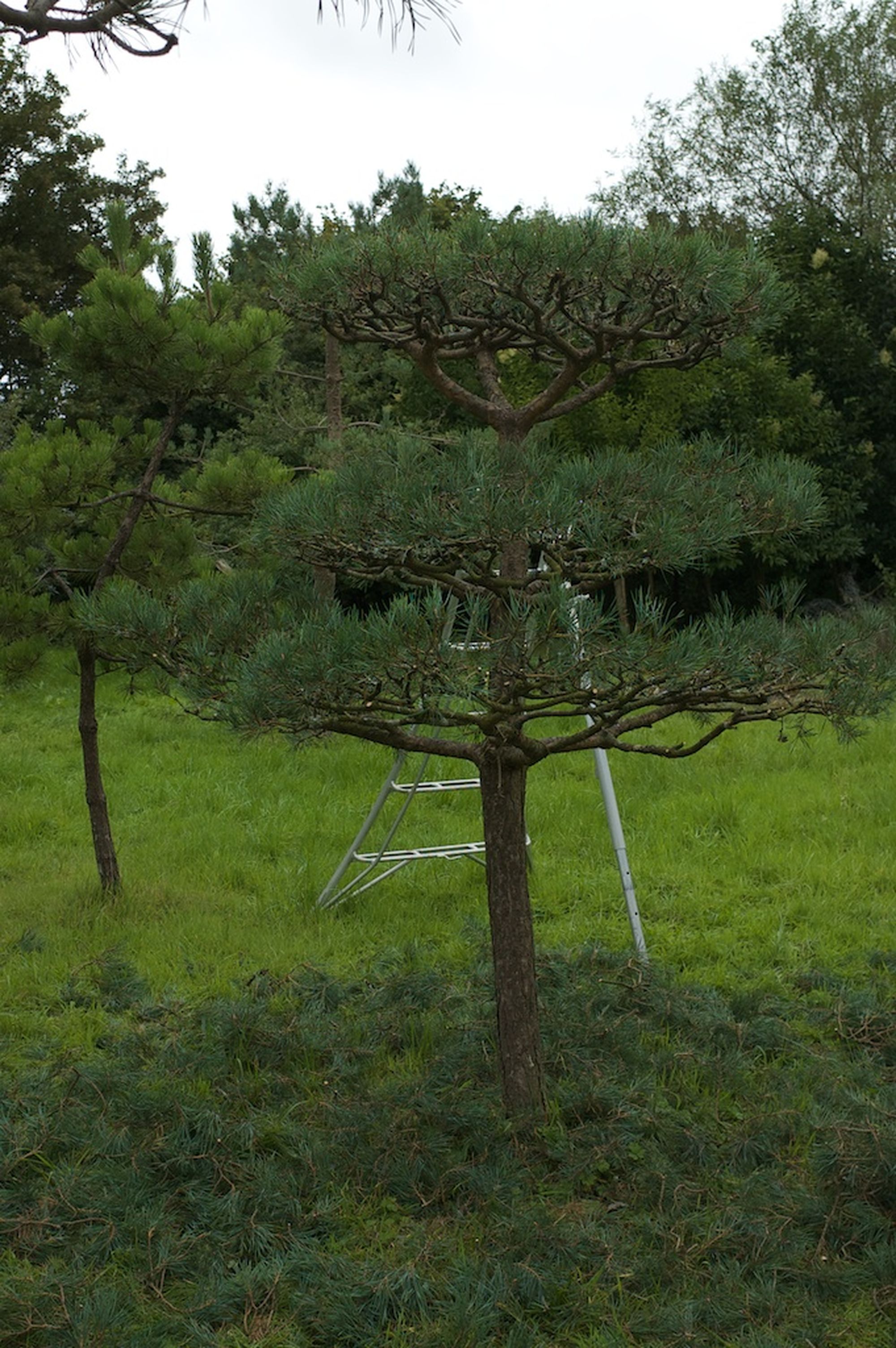 Кедровая сосна ниваки. Сосна ватерери ниваки. Сосна формирование кроны. Сосна веймутова ниваки. Туя брабант ниваки.