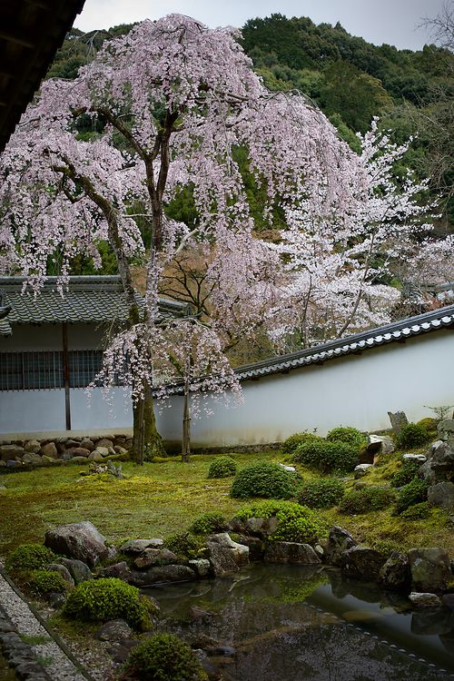 Niwaki - Cherry Blossom in Japan