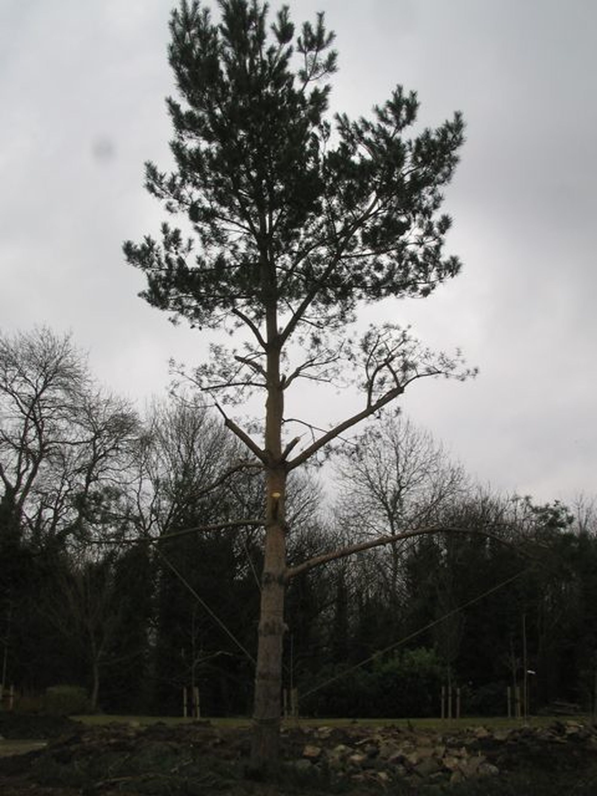 Niwaki - Japanese Pine Pruning in Sheffield