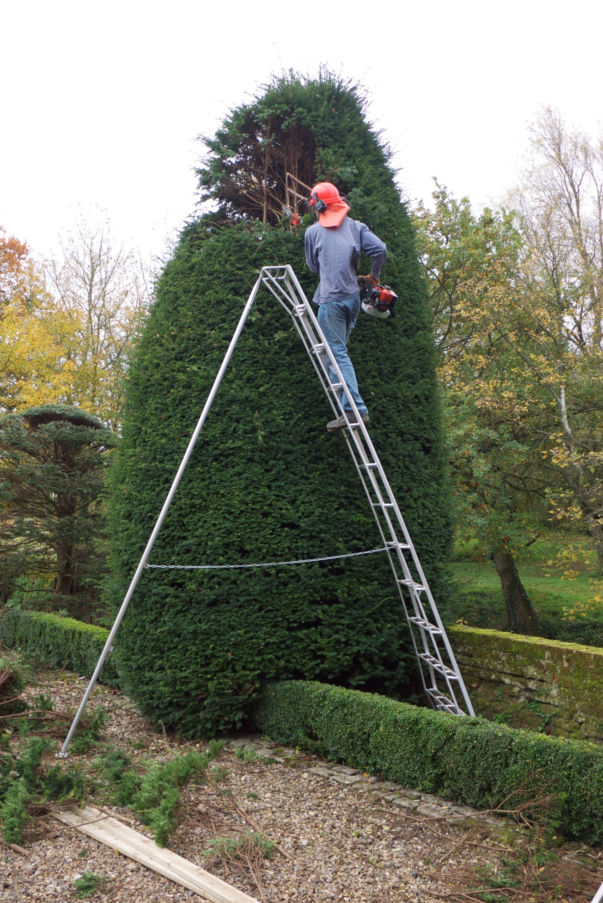 Niwaki - Cloud Pruned yews at Old Morley Hall