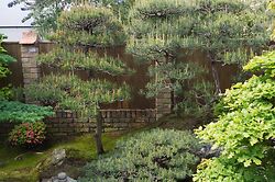 Sievert Scots Pines