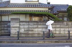 Chiyoda Pine