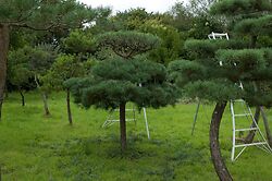 Pine Pruning 2