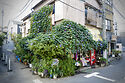 Morning Glory on a building in Yanaka District, Tokyo