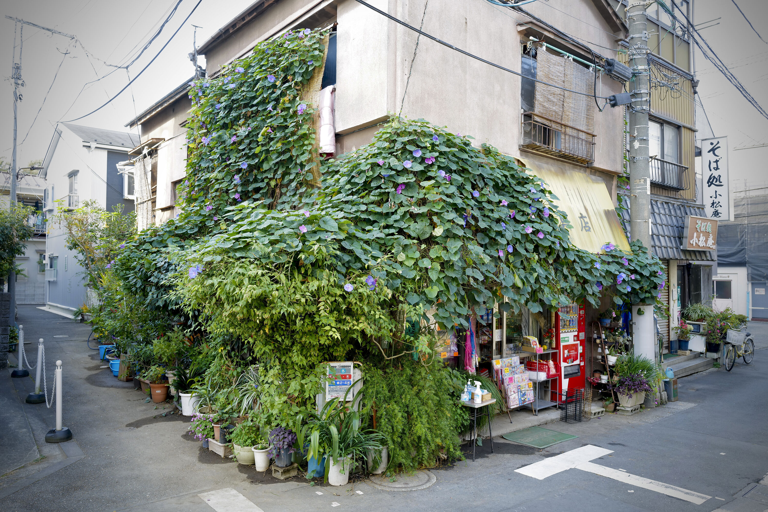 Morning Glory on a building in Yanaka District, Tokyo