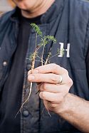 Gardener Hugh finds some seedlings of Athamanta turbith