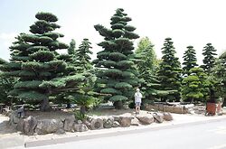 Huge Pinus Parviflora