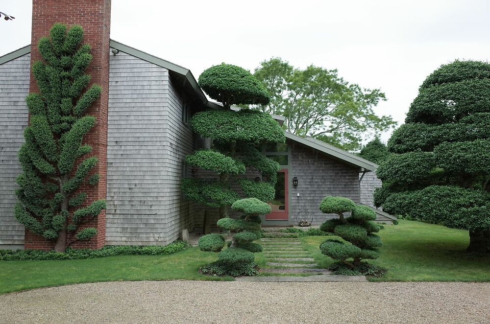 Cloud Pruned Ilex Opaca