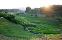 Rice Fields on The Way Home