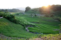 Rice Fields on The Way Home