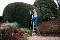 Jake on an 8ft Niwaki Original Tripod Ladder