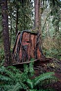 Olympic National Park