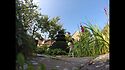 Yew time lapse topiary pruning film