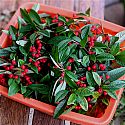 Niwaki HQ Workshops:Wreath Making