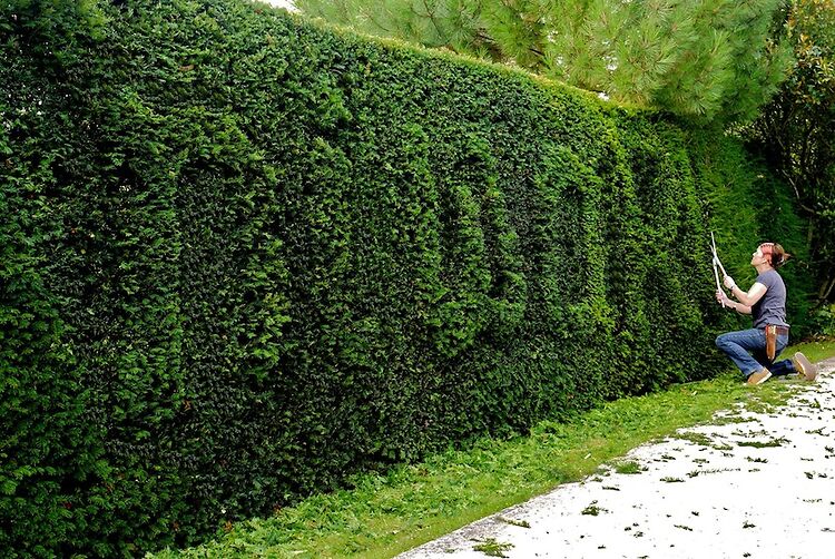 Niwaki Hedge