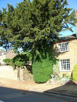 Fluffy Yew