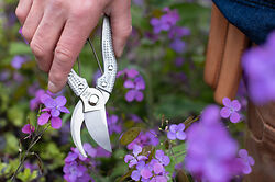 Niwaki Shumatsu Secateurs