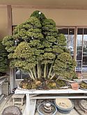 Kato hinoki: A short, train ride away, too close to pass-up, is the village of Ōmiya, full of bonsai nurseries and the Ōmiya Bonsai Museum. It’s where I had my breath taken away by one of the famous hinoki forests from the Kato lineage