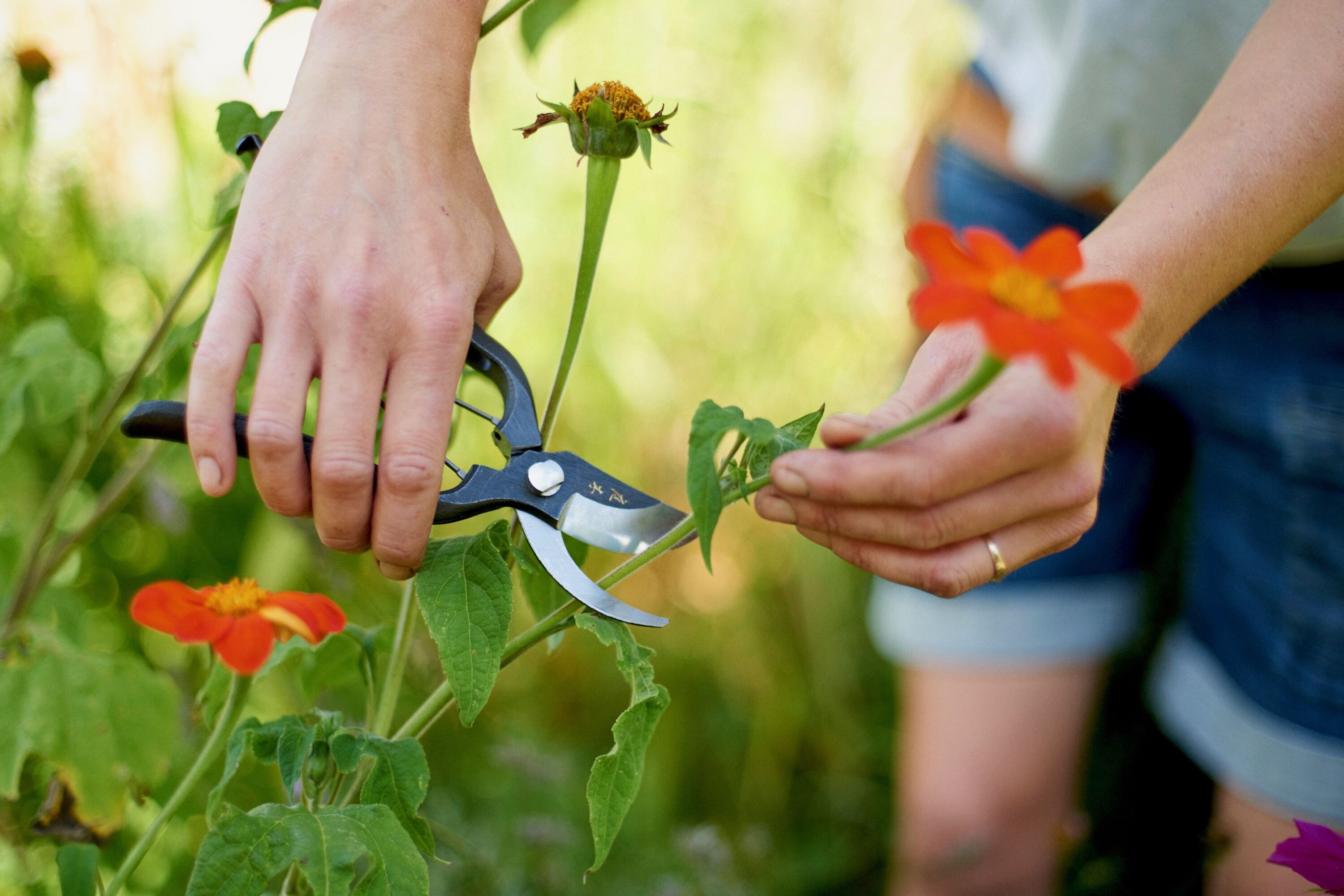 Sentei Secateurs