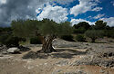 Pont Du Gard Olives