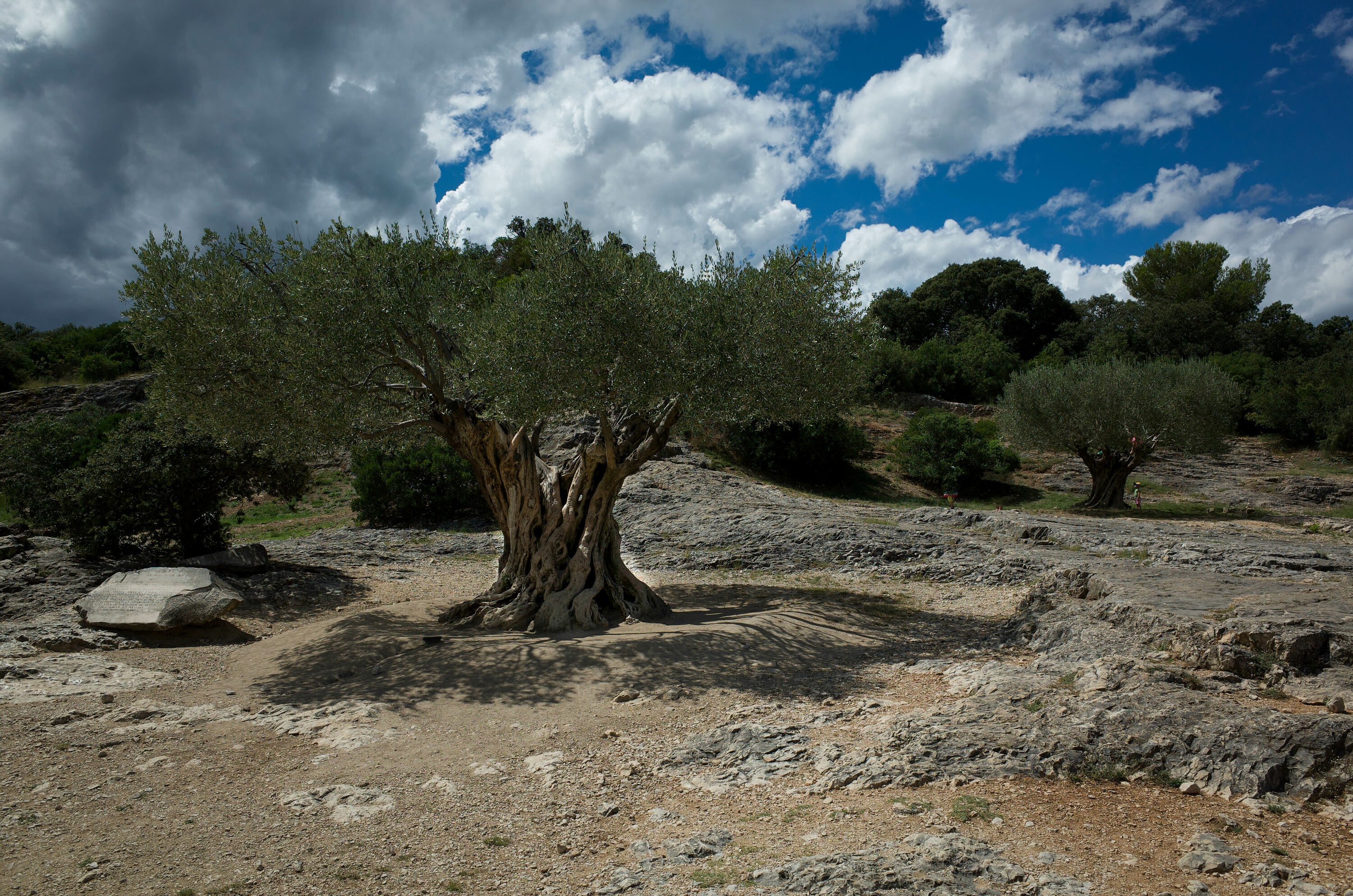 Pont Du Gard Olives