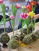 Yuka Uemura - Kokedama Workshop