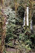 Olympic National Park