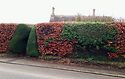 Beech and Yew Hedge 2