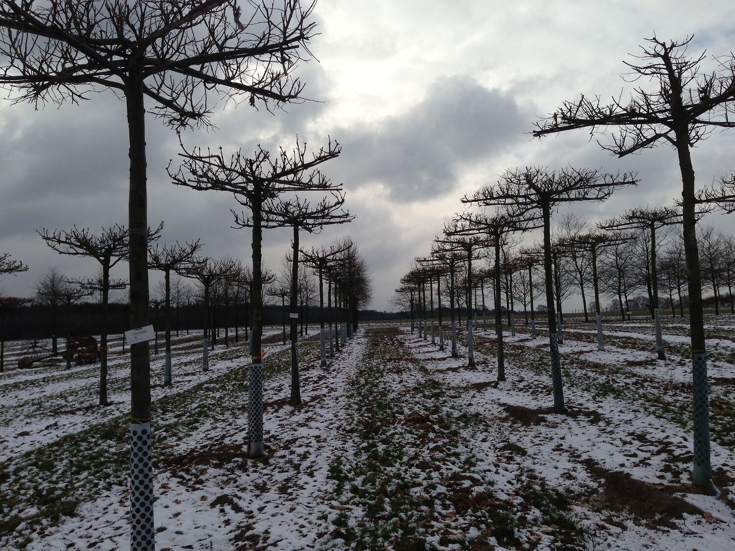 Anselm Kiefer