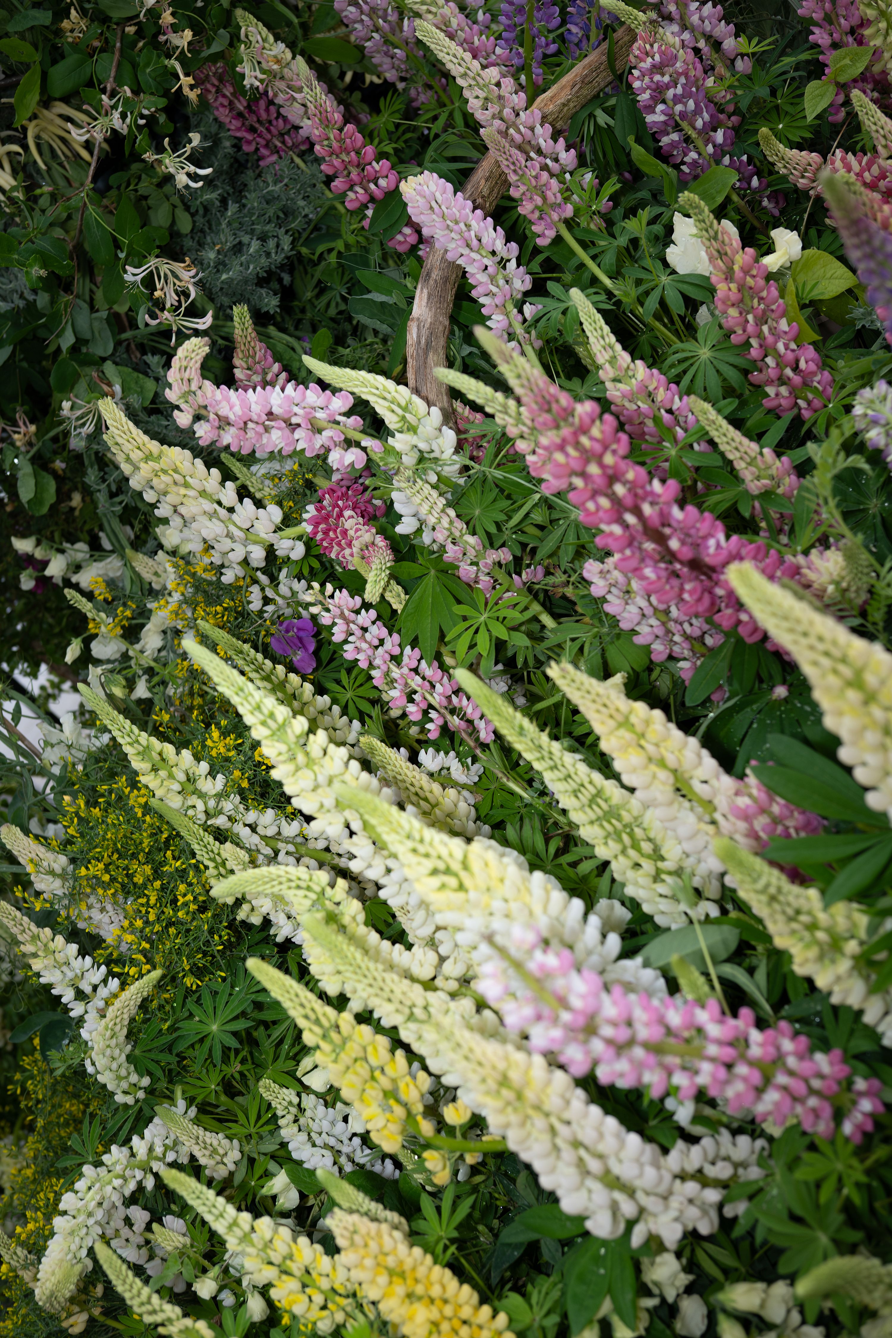 Niwaki at RHS Chelsea Flower Show 2026