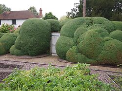 Cloud Pruned Box Hedge