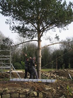 Pine Pruning