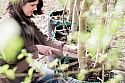 Ashleigh Aylett: nip and tuck with a Niwaki GR 210 Pruning Saw