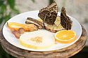 Butterflies feasting on pineapples, oranges, grapes and bananas