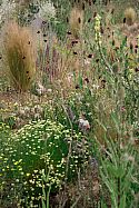 Beth Chatto’s dry garden
