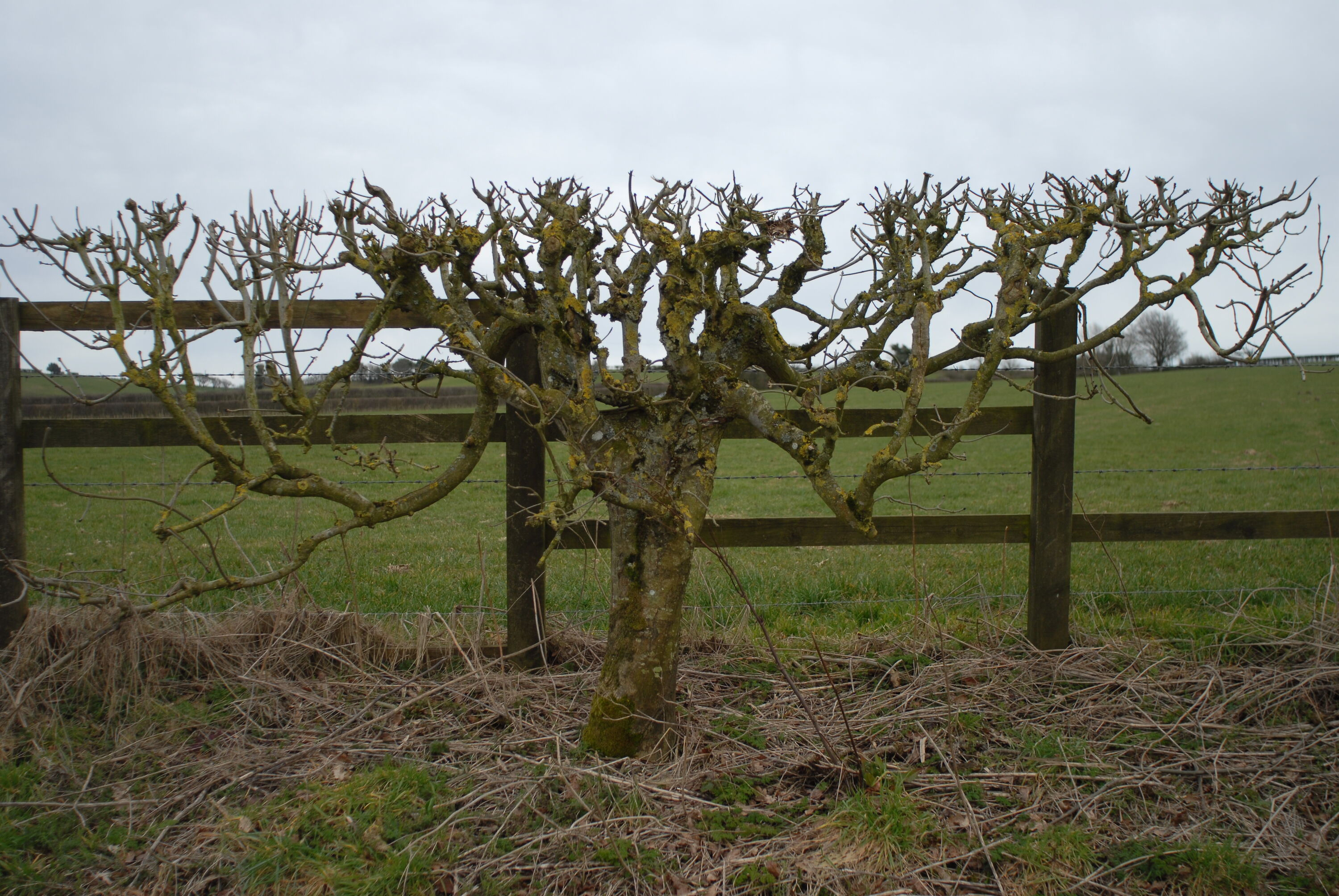 Hedge_niwaki