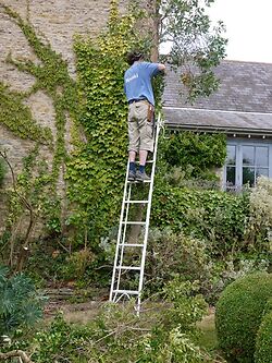 Garden Ladder