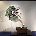 Juniper bonsai: So many details on each tree were breathtaking. Bends in trunk lines, dense ramification, and so many beautiful barks