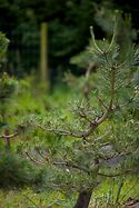 Pinus Thunbergii