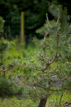 Pinus Thunbergii