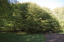 Coppiced Lime 2