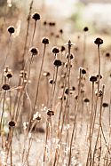 Echinacea pallida seed heads in the Prairie Garden