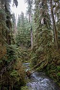 The gardeners at Portland Japanese Garden talked about finding inspiration in the destructive forces of nature. In the depths of the old growth forests destruction and regeneration are in a constant state of flux